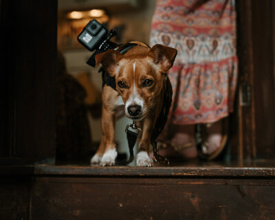 Dog films wedding with gopro strapped to back