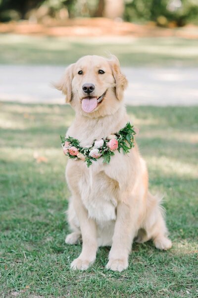golden retriever with floral crown