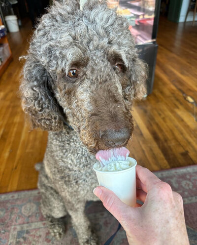Dog enjoying a pup cup held by Leigha