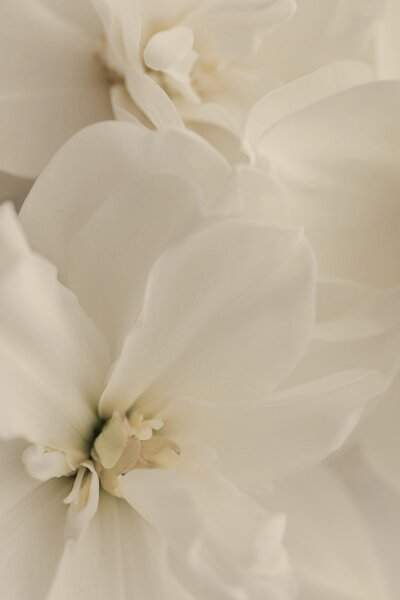 Delicate white flowers