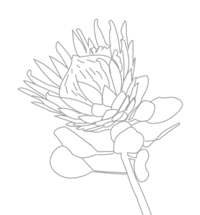 Kantha_logo-protea