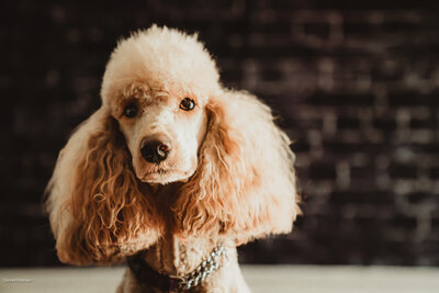 Appricot Moyen Poodle - Roxie's Photo
