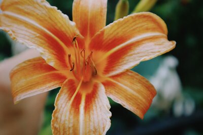 Image of artistic floral imagery from Brand photographer nyc at ADP Studio