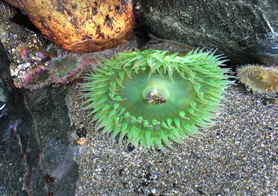 green sea anemone