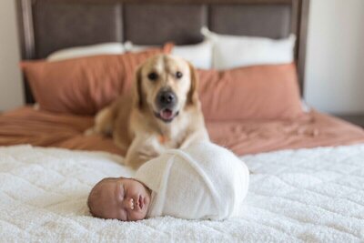 Newborn baby wrapped in a white blanket, sleeping on a bed, with a golden retriever in the background looking towards the camera.
