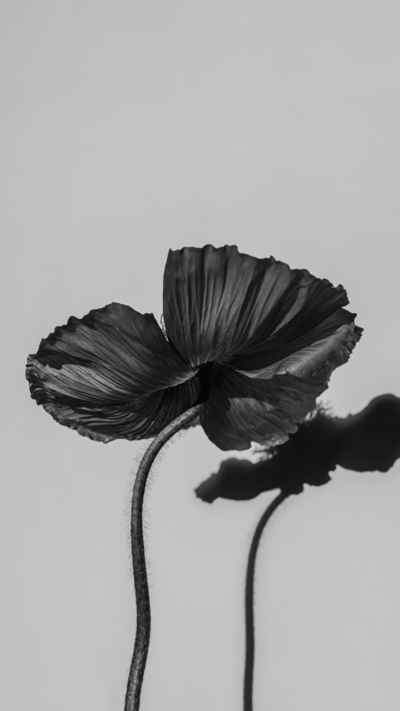 Black and white artistic close-up of two blooming poppy flowers on long stems against a plain background
