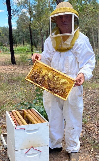 Joe Riordan honeybee expert with a frame of honeybees