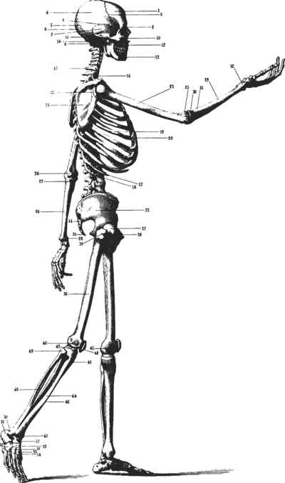 Gray intricate, vintage-style skeleton illustration