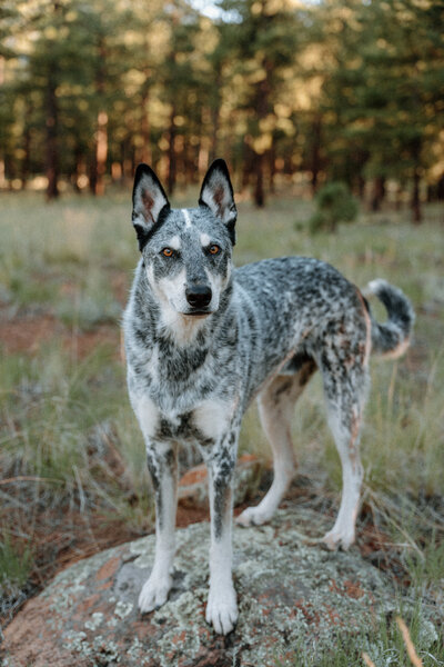 A cattle dog who is the inspiration behind Wild Summit Photo