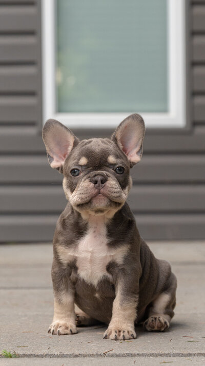 Lilac Frenchie