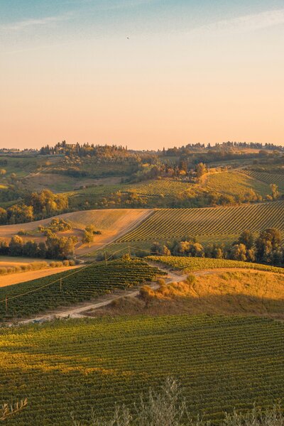Vineyards in Tuscany Italy at Sunset