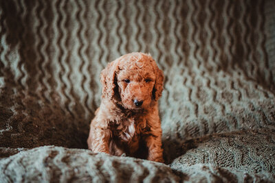 Yellow Collar Male Leo