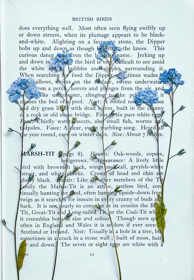 free-photo-of-blue-flowers-on-book