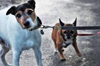dogs-4868273