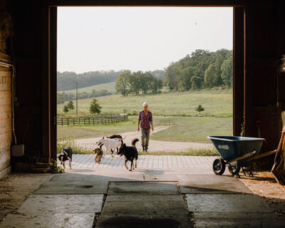 Happy dogs running on farm with horse