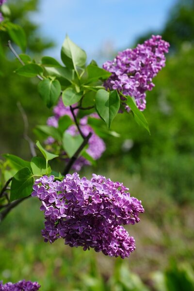 Sarah Sands syringa vulgaris purple heirloom lilac at North Country Lilacs nursery in Canton, New York