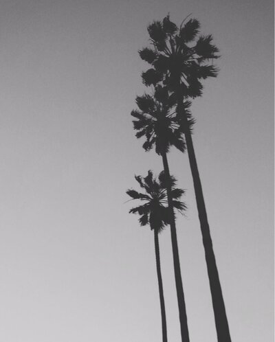 Palm tree in California with gray background