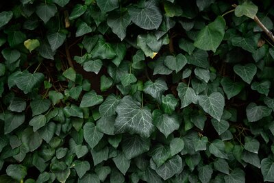 Wall of ivy, close up detail