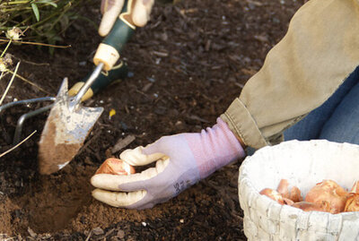 Branding photo closeup Author Linda Brooks planting tulip bulbs using spade and wearing gardening gloves