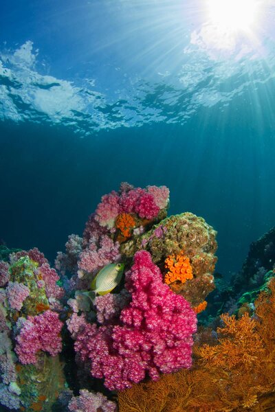 Diving and Snorkelling on a Private Yacht in Thailand with our Personalised Itineraries