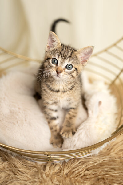 Image of a small tabby kitten against neutral background.