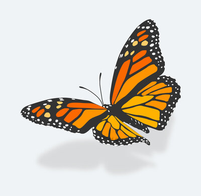Townsend Majors' monarch butterfly illustration