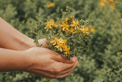 Lauren holding a fresh bunch of St John's wort in her garden.