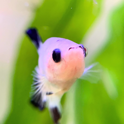 walter the betta fish posing for a photo surrounded by healthy aquatic plants