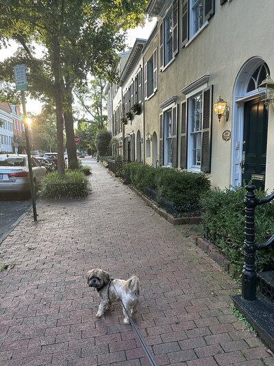 dog being walked on the streets of Georgetown