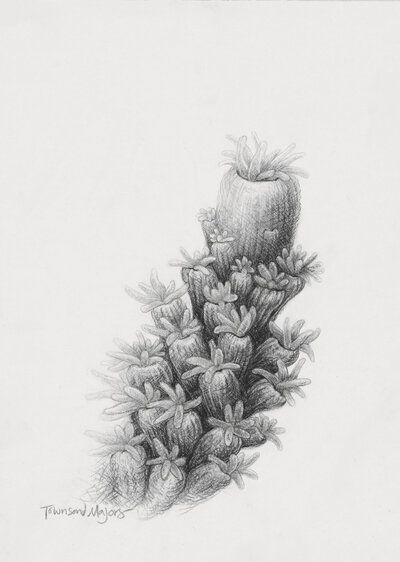 Townsend Majors' graphite drawing of coral polys