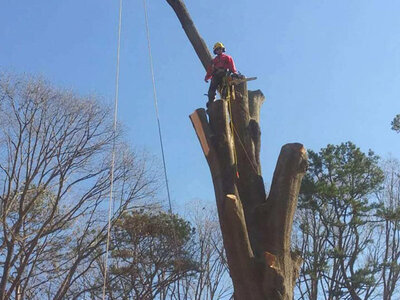 we remove hazardous trees in the mooresville, nc area