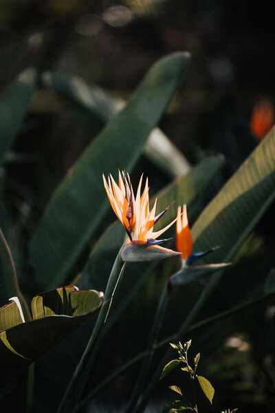 Strelitzia reginae, commonly known as the crane flower, bird of paradise. orange flower looking like birds head