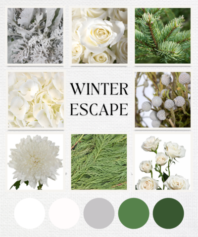Winter Escape is is a winter-inspired wedding color palette, a sampling of blooms and colors found in our packages and arrangements - Just Bloom'd Weddings is a wedding florist in Sudbury, MA.