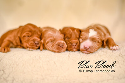 Hilltop Labradoodles