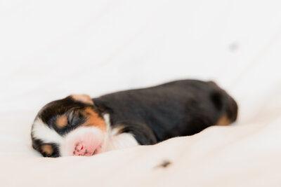 Puppies1-13