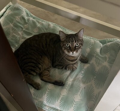 fur babies 5