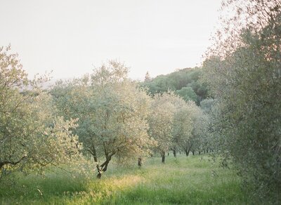 olive trees in tuscany italy print photo by travel photographer