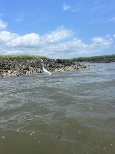 Crane 