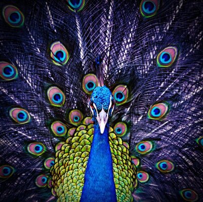 Colorful peacock with vibrant feathers