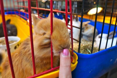 light brown bunny in red/yellow/blue cage sticking nose through bars and sniffing someone's finger with pink nail polish