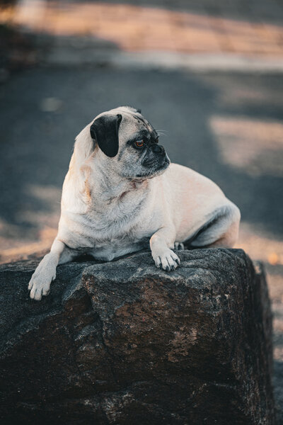 A fawn pug laying on a rock looking off camera during a pet portrait shoot in Durham, North Carolina.