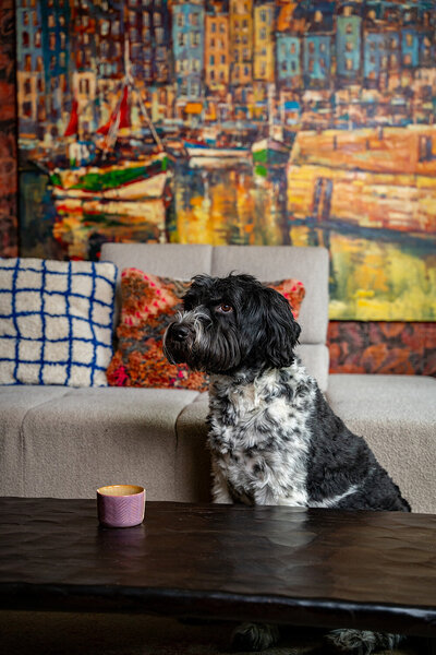 Zwart-witte hond op bank voor kleurrijk schilderij en gezellige kussens