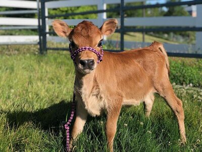 lilac-4-weeks-wsu-hospital-post-surgery-6-25-2019