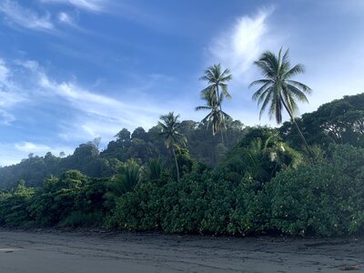 Palm trees and greenery along the sandy beaches of Costa Rica