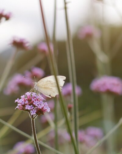 White butterfly resting on a flower in nature, showcasing the beauty of the Alps. Discover more Alpine wildlife and adventures at TheCampusAlps.com