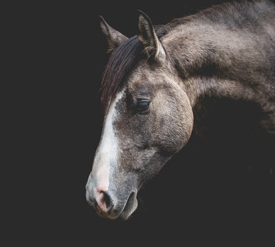 wild horse photograph