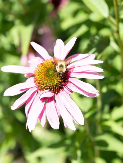 A closeup of a bee on a pink flower