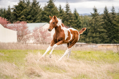 Young paint horse foal galloping through the spring field 