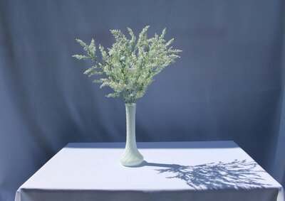 White Common Heather DELUXE BUSH