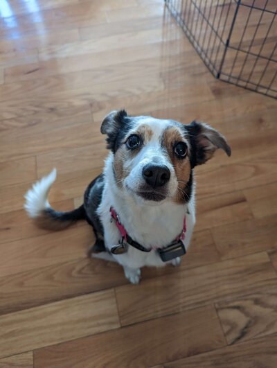 white, brown, and black dog looks up at camera.